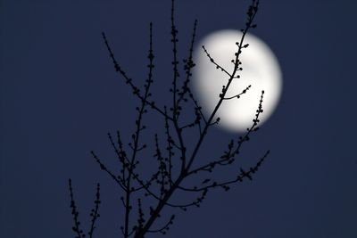 Branches in the Moonlight