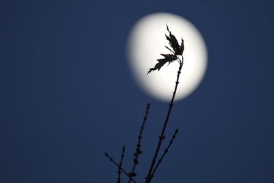 November Silhouettes