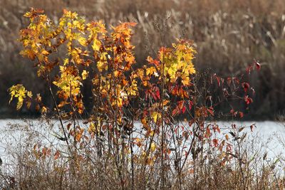 November Color