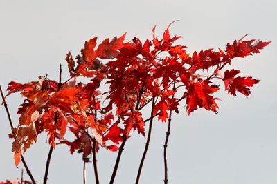 Leaves in the Wind