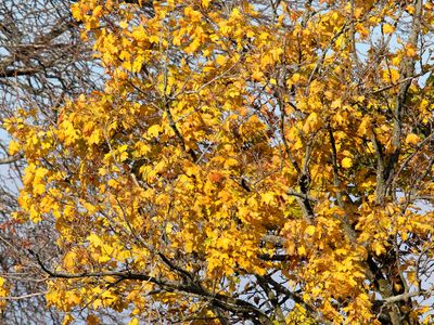 Autumn Gold