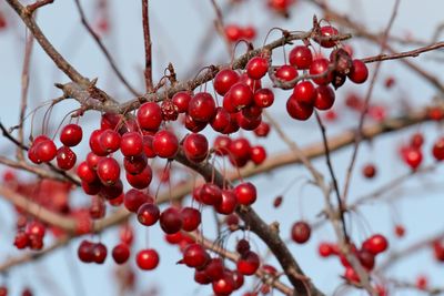 Fall Fruit