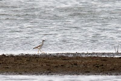 Long Legs