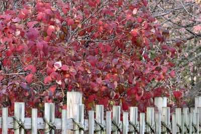 Fenced In