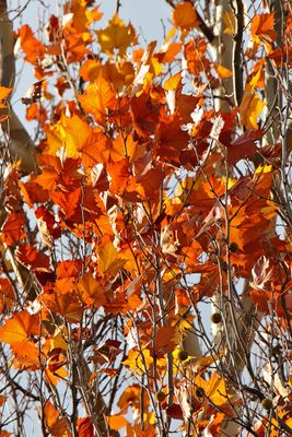 November Color