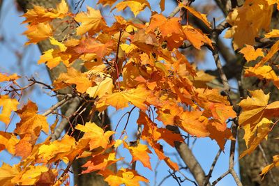 Last of the Leaves