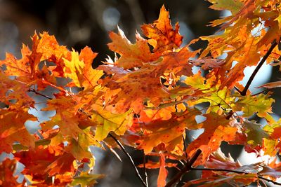 Autumn Light