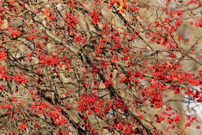 Little Red Apples