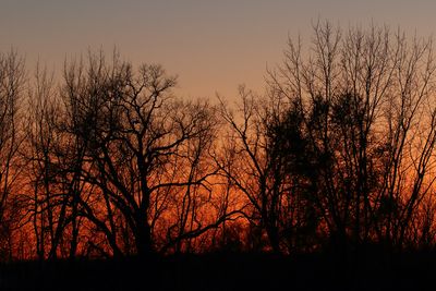 November Silhouettes