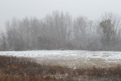 Obscured by Snow 