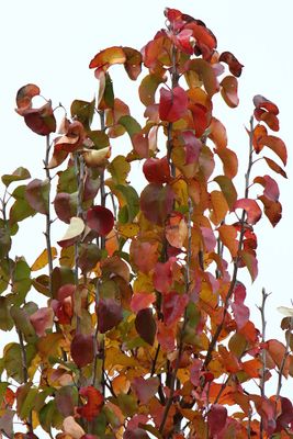 Color in November