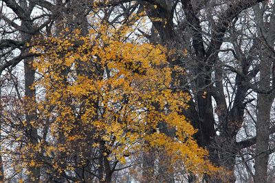 Fall in the Foreground