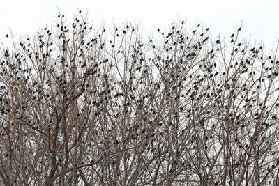 The Birds