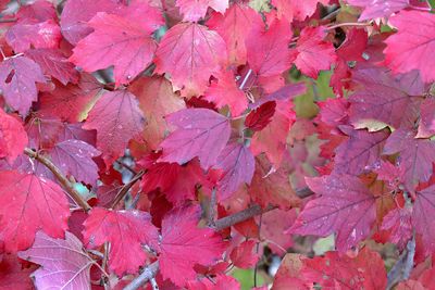 Fall Colors 2024