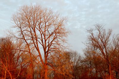 November Forest