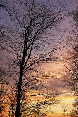 Bare Branches