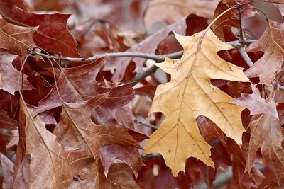 Shades of November