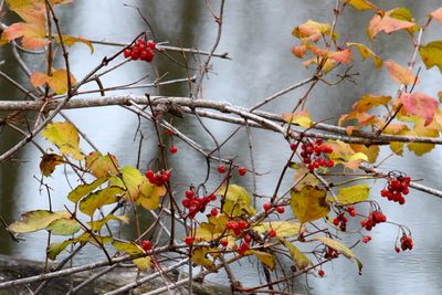 Bright Berries