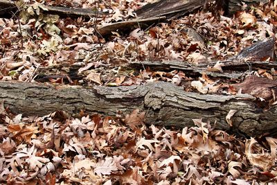 Forest Floor