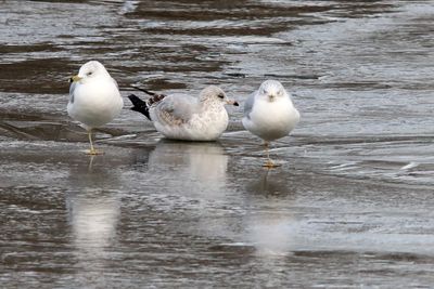 Gulls on Ice
