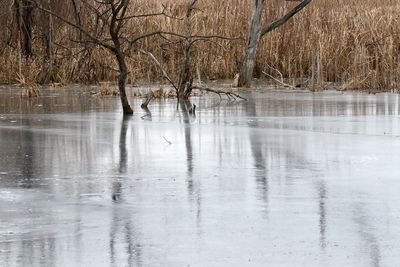 Frozen Creek