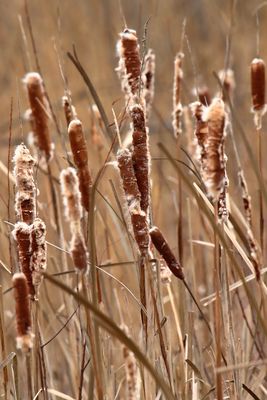 Cattail Tan