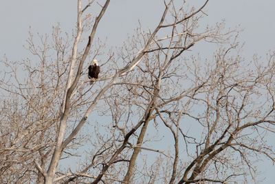 Near the Nest