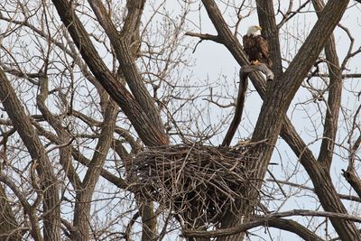 New Nest