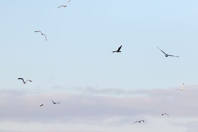 Group of Gulls