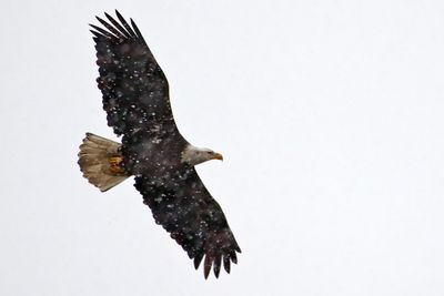 Snow Bird