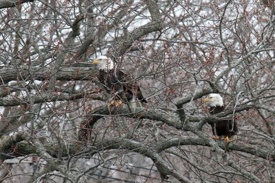 Branch for Two