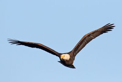 Eye of the Eagle