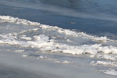 Freezing Fox
