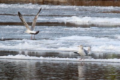 Ice Gulls