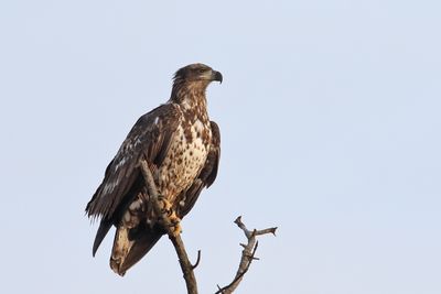 Vantage Point