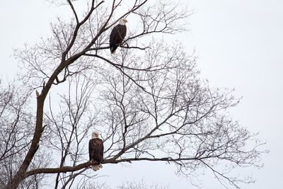 Two to a Tree