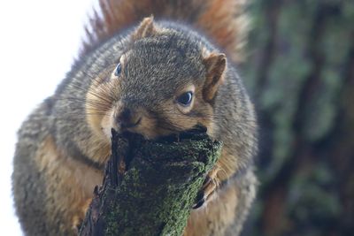 Gnawing Wood