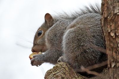 Found Food