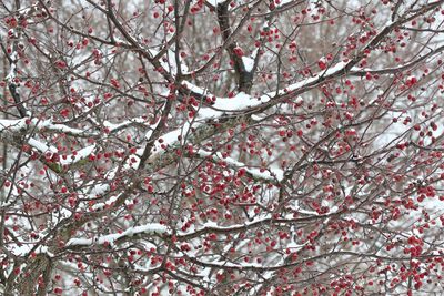 Snow Fruit