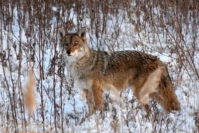 On the Hunt