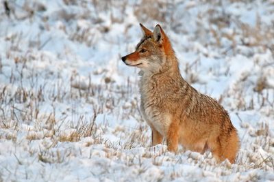 Cautious Coyote