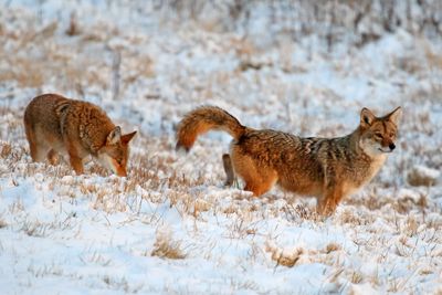 Marking Their Territory 