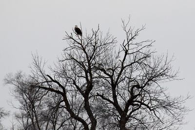 High Perch
