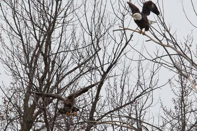 Eagles on the Fox