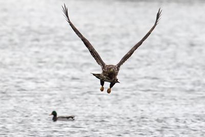 Flying Down the Fox