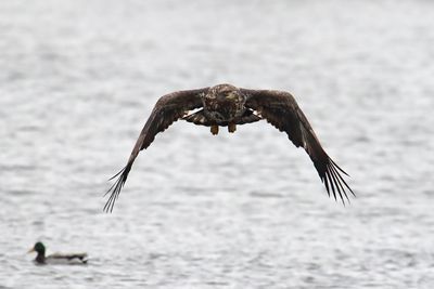 Looking for Fish