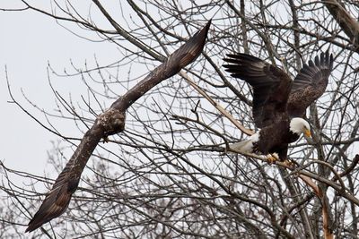Gliding Off the Branch