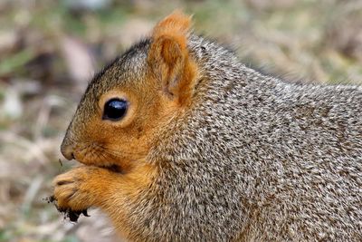 Gnawing on a Nut