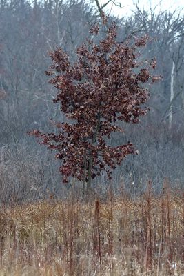Winter Oak