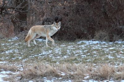 On Patrol